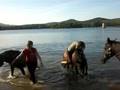 Zwemmen met de paardjes3