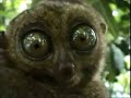 Top 10 Funny Animals 2013