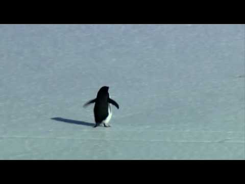 Depressed Penguin