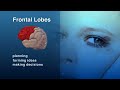 Alcohol and your Brain