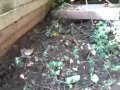Bee attacking n carrying a locus
