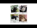 The Simon's Cat Story (A Draw my Life)