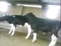 un toro olande cae al querer aser el amor jajajaja