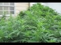 Medical Marijuana Grow Outdoor