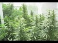 Medical Marijuana Grow Outdoor