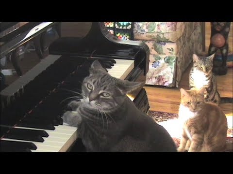 Nora, the Musical Cat, in a Cat-certo - Cheezburger