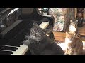 Un chat qui joue du piano avec un orchestre symphonique ...