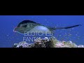 Blotched Fantail Ray at a Cleaning Station | Blotched Fantail Ray