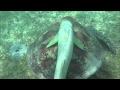 Video of Tortue Franche