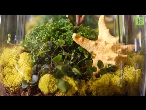 How to Make Your First Terrarium: The Basics