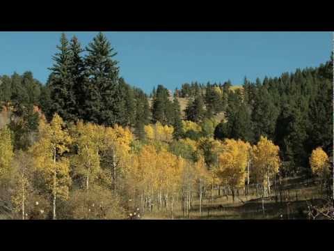 Golden Gate Canyon State Park Fall Colors - More than 12,000 acres of dense forest, rocky peaks, and aspen-rimmed meadows laced with miles of trails awaiting the hiker, horseback rider, mountain biker and winter sports enthusiast at Golden Gate State Park.
Only 30 miles from Denver, Golden Gate Canyon offers such amenities as a electrical hook-ups and tent-sites in two different campgrounds, stocked fishing ponds, picnic sites and the Panorama Point Scenic Overlook, where visitors can see 100 miles of the Continental Divide. The park's numerous group facilities can host several types of events, from weddings to family reunions and company picnics.
Besides camping, overnight guests can also stay at one of the five cabins and two yurts at Golden Gate. In 2008, the park began renting out guest houses, a first for a Colorado State Park. Winter will find visitors cross-country skiing, snowshoeing, sledding, ice fishing and ice skating.
See coloradolottery.com for more inexpensive family getaways and http://www.parks.state.co.us/parks/goldengatecanyon/Pages/GoldenGateStatePark.aspx for more information about Golden Gate Canyon State Park.