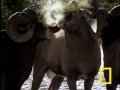 Big Ram Rumble
