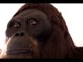 Robotic Animated gigantopithecus Ape