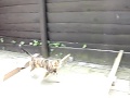 Athlete Cat Athlete Cat