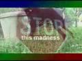 the business of dog fighting Thumbnail