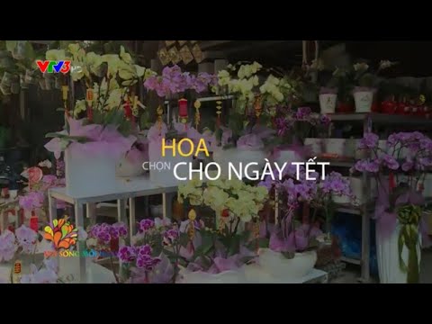 Mẹo chọn hoa và cây cảnh ngày Tết