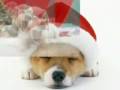 The Dog's Christmas The Dog's Christmas