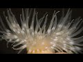 Video of Anemone
