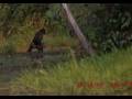 The real bigfoot (Gigantopithecus blacki)