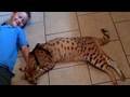 A Beautiful Relationship - Savannah Cat MAGIC and Andreas Stucki.