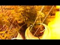 Jan 21 Marijuana Grow Update - Ventilation and Sativa Tie-Down