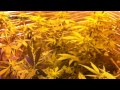 Jan 21 Marijuana Grow Update - Ventilation and Sativa Tie-Down