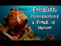 Frogfish: Photographing a Freak of Nature! – Borneo from Below: Ep09 | 