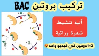 تركيب بروتين🍖أرواح تفهم آلية تنشيط👌و شفرة وراثية❤️شرح أسطوري