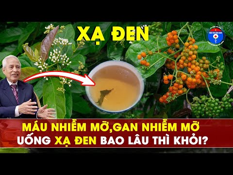 Cách GIẢM Máu Nhiễm Mỡ và Gan Nhiễm Mỡ hiệu quả với Xạ Đen
