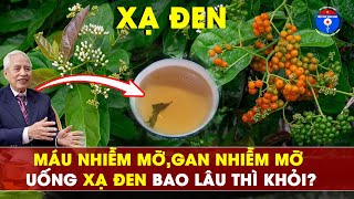Cách GIẢM Máu Nhiễm Mỡ và Gan Nhiễm Mỡ hiệu quả với Xạ Đen