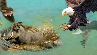 The Battle For Life And Death 🦅🐍 Wild Discovery Animals 2024 #34