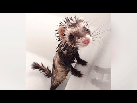 Are FERRETS FUNNIER than CATS & DOGS? See for yourself! - Ultra FUNNY FERRET VIDEOS
