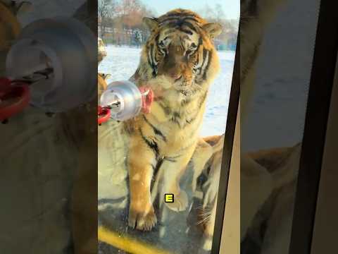 Ele tentou alimentar os tigres 😱
