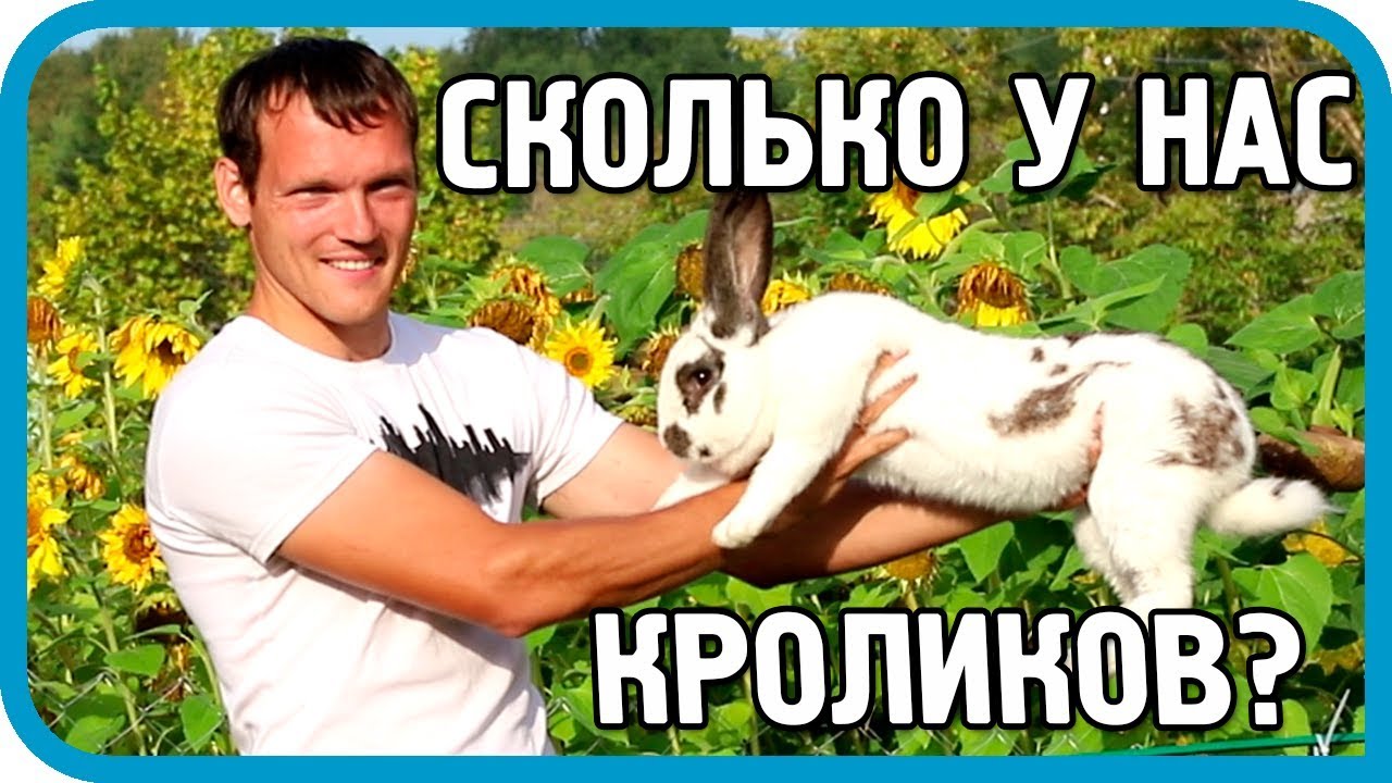 Сколько кроликов в хозяйстве ДОМ В ДЕРЕВНЕ?
