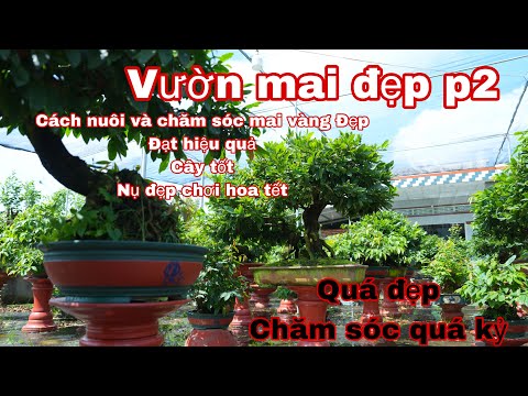 p2 vườn mai vip _ toàn hàng sưu tầm độc , ace xem vui p2