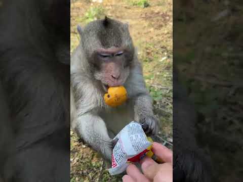 Monkey Brother said he couldn't win at all, and monkey became a sperm