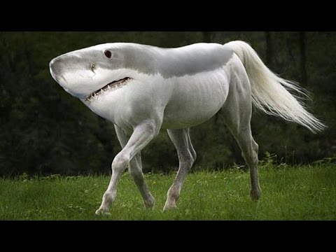 Top 10 Most Amazing Hybrid Animals You Won't Believe Actually Exist