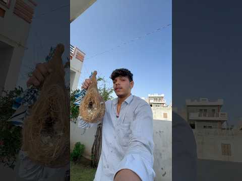 चिड़िया के घोंसले के अंदर क्या-क्या रहता है 🙃🙂