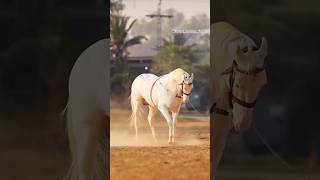 @uprace1220 #horse #horseriding #trendingshorts #viralshorts #million #shortsfeed #nukra #nukri