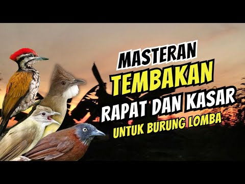 Masteran Tembakan Rapat dan Kasar