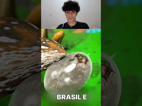 CUIDADO COM ESSA ARANHA! 🕷️💀