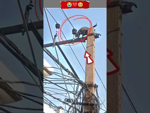 Oh! God I cried all the day, cat get shocked by electric😭🥺🤯#youtubeshorts#reaction #viral#kitten