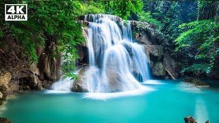 The Sound of a River that Melts Your Brain, The Voice of a Bird [study, sleep, relaxation, ASMR]