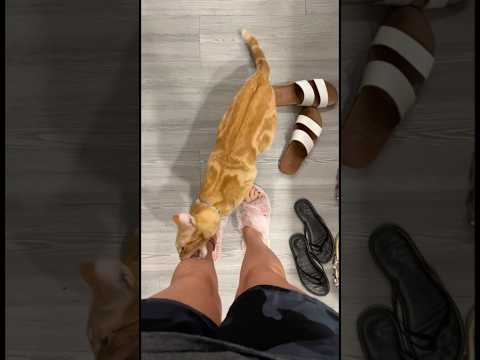 A este gato le encanta morder