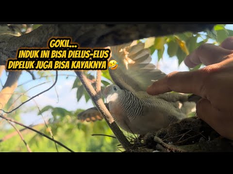 Luar biasa ‼️ ini Burung liar terjinak yang pernah saya temui, asli cui 🤪