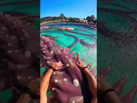 Waterslide into pool full of giant fish #funny #memes
