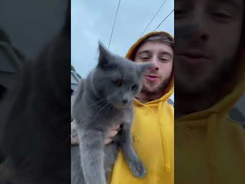 My cat's favorite audio #shorts
