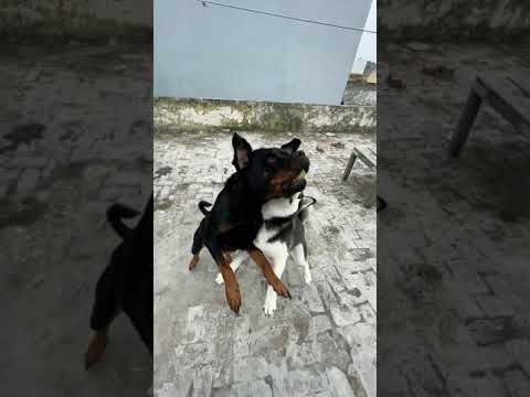 Power of Roxy Cheeni | review reloaded | #short #shorts #dog #Rottweiler vs #husky #shortsfeeds
