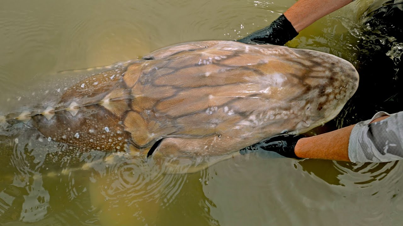 Catching a Real River Monster