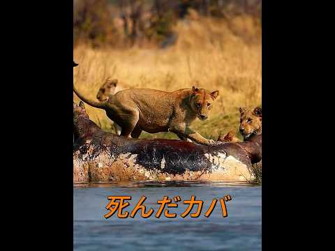 ハイエナは全然好き嫌いがありません！ #animals